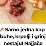 🐶 Samo jedna kap – i buhe, krpelji i grinje nestaju! Najjače prirodno rješenje… 🐶 Samo jedna kap – i buhe, krpelji i grinje nestaju! Najjače prirodno rješenje… - featured image