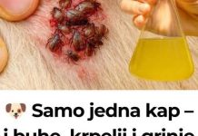 🐶 Samo jedna kap – i buhe, krpelji i grinje nestaju! Najjače prirodno rješenje… 🐶 Samo jedna kap – i buhe, krpelji i grinje nestaju! Najjače prirodno rješenje… - featured image