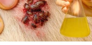 🐶 Samo jedna kap – i buhe, krpelji i grinje nestaju! Najjače prirodno rješenje… 🐶 Samo jedna kap – i buhe, krpelji i grinje nestaju! Najjače prirodno rješenje… - featured image