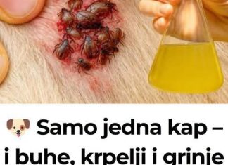🐶 Samo jedna kap – i buhe, krpelji i grinje nestaju! Najjače prirodno rješenje… 🐶 Samo jedna kap – i buhe, krpelji i grinje nestaju! Najjače prirodno rješenje… - featured image