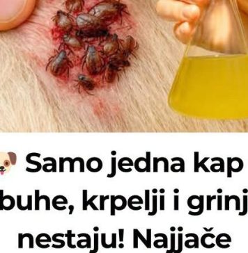 🐶 Samo jedna kap – i buhe, krpelji i grinje nestaju! Najjače prirodno rješenje… 🐶 Samo jedna kap – i buhe, krpelji i grinje nestaju! Najjače prirodno rješenje… - featured image