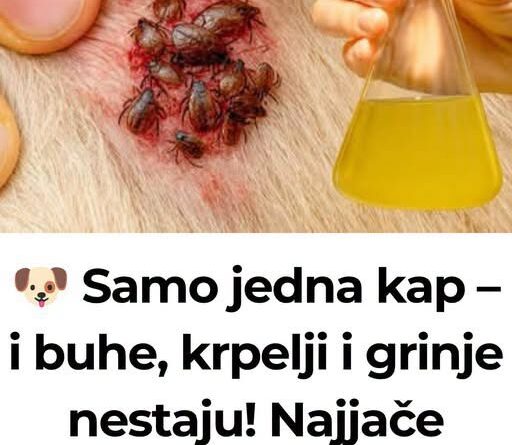 🐶 Samo jedna kap – i buhe, krpelji i grinje nestaju! Najjače prirodno rješenje… - featured image 🐶 Samo jedna kap – i buhe, krpelji i grinje nestaju! Najjače prirodno rješenje… - featured image
