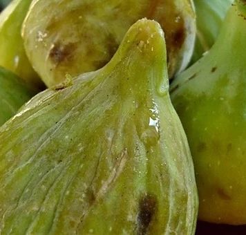 NISTE NI SVJESNI KOLIKO SU SMOKVE DOBRE KAO LIJEK: Pogledajte kako vam mogu pomoći i kako se koriste NISTE NI SVJESNI KOLIKO SU SMOKVE DOBRE KAO LIJEK: Pogledajte kako vam mogu pomoći i kako se koriste - featured image