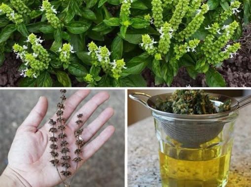 Cvjetovi BOSILJKA mogu biti nevjerovatno korisni – 6 načina kako da ih iskoristite - featured image Cvjetovi BOSILJKA mogu biti nevjerovatno korisni – 6 načina kako da ih iskoristite - featured image