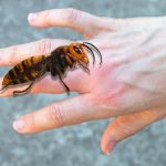 AKO VAS UBODE STRŠLJEN, ODMAH URADITE OVO! Može vam SPASITI ŽIVOT – a mnogi ljudi ne znaju za ovaj važan korak! AKO VAS UBODE STRŠLJEN, ODMAH URADITE OVO! Može vam SPASITI ŽIVOT – a mnogi ljudi ne znaju za ovaj važan korak! - featured image