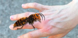 AKO VAS UBODE STRŠLJEN, ODMAH URADITE OVO! Može vam SPASITI ŽIVOT – a mnogi ljudi ne znaju za ovaj važan korak! AKO VAS UBODE STRŠLJEN, ODMAH URADITE OVO! Može vam SPASITI ŽIVOT – a mnogi ljudi ne znaju za ovaj važan korak! - featured image