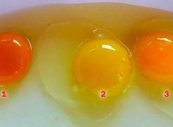 Pogodite koje jaje od ova tri sa slike dolazi od zdrave kokoške Pogodite koje jaje od ova tri sa slike dolazi od zdrave kokoške - featured image