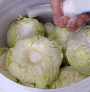Koliko soli ide na 10 litara vode za kiseli kupus? Samo ovo je prava količina Koliko soli ide na 10 litara vode za kiseli kupus? Samo ovo je prava količina - featured image
