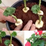 GENIJALAN METOD ZA RAZMNOŽAVANJE PELARGONIJA – IMAT ĆETE TOLIKO CVIJEĆA DA MOŽETE UKRASITI CIJELU KUĆU GENIJALAN METOD ZA RAZMNOŽAVANJE PELARGONIJA – IMAT ĆETE TOLIKO CVIJEĆA DA MOŽETE UKRASITI CIJELU KUĆU - featured image