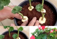 GENIJALAN METOD ZA RAZMNOŽAVANJE PELARGONIJA – IMAT ĆETE TOLIKO CVIJEĆA DA MOŽETE UKRASITI CIJELU KUĆU GENIJALAN METOD ZA RAZMNOŽAVANJE PELARGONIJA – IMAT ĆETE TOLIKO CVIJEĆA DA MOŽETE UKRASITI CIJELU KUĆU - featured image